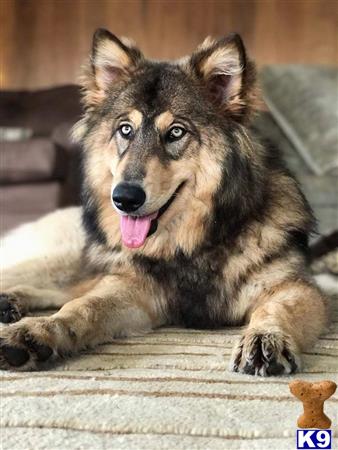 azwolfdogs Picture 2